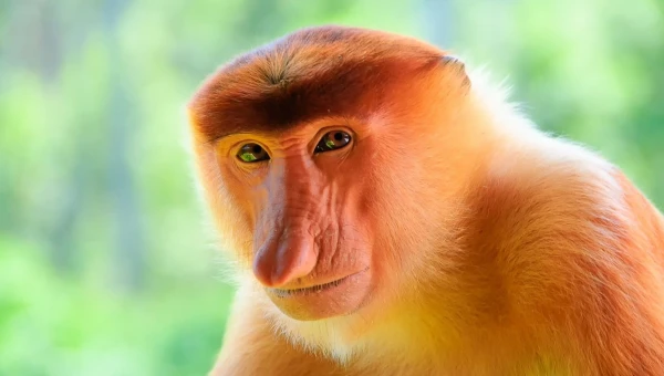 У самцов хоботчатых обезьян развиваются большие носы для привлечения партнёра
