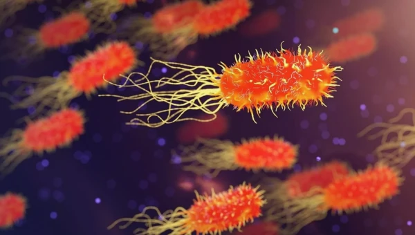 Cell: Кишечные бактерии могут производить новые гормоны из стероидов в желчи