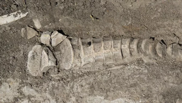 РИА Новости: В Самарской области найден скелет ихтиозавра