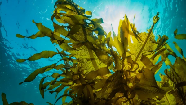 Раскрыт секрет морских водорослей саргассум, которые могут вызывать хаос