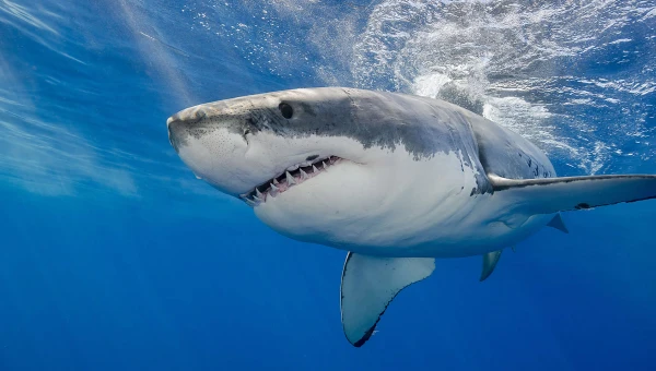 Communications Biology: Сокращение численности акул угрожает балансу экосистемы