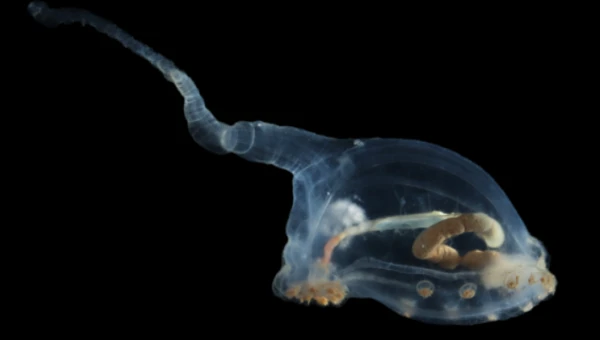 Морская свинка и стеклянная губка замечены во время глубоководной экспедиции