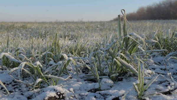 Оксана Лут сообщила, что пострадавшие посевы от заморозков пересеяны