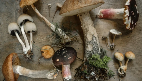 Культивация грибов угрожает биоразнообразию