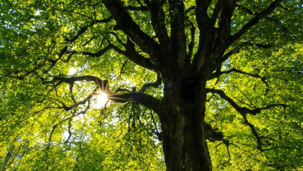 Почвенные микробы ограничивают рост деревьев в районах с высоким содержанием CO2