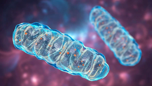 Выявлена скорость, природа и передача мутаций митохондриальной ДНК у людей