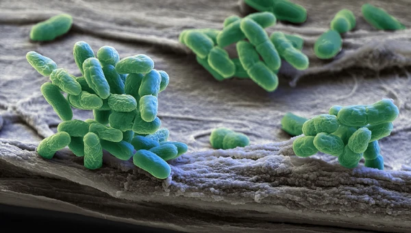 NatCom: Внутренние часы повышают выживаемость цианобактерий на Земле