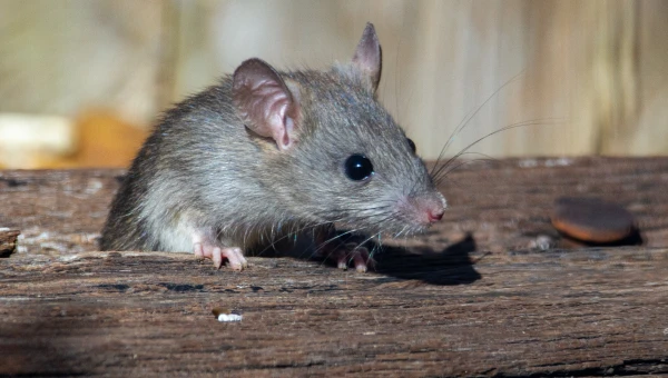Израильские ученые обнаружили «тайное приветствии» крыс