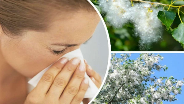 Врач-пульмонолог Майдурова: Тополиный пух вызывает аллергию и приводит к астме