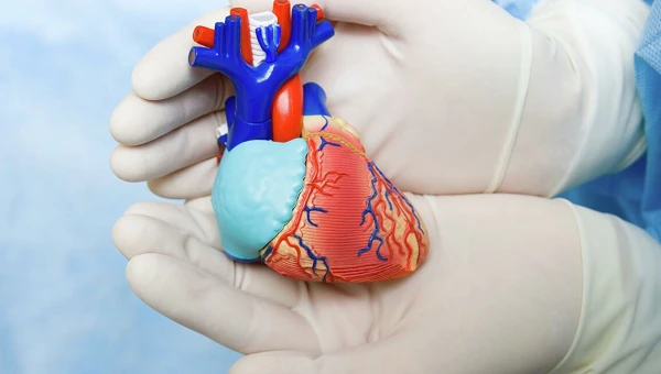 Отсутствие гена Itgb1 может влиять на развитие заболеваний сердца