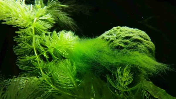 Nature Microbiology: Океанские водоросли Pelagophyceae охлаждают Землю