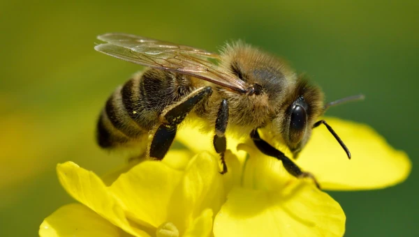 Пчёлы более чувствительны к пестицидам из-за изменения климата