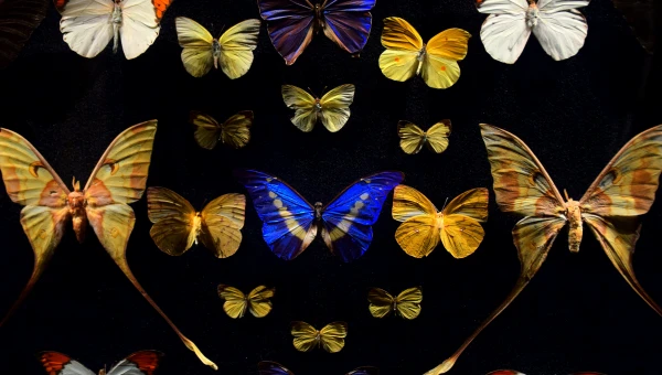 «Принесшая сюрприз»: ученые в Хорватии обнаружили новый род и вид ночных бабочек